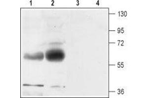 Western blot analysis of rat (lanes 1 and 3) and mouse (lanes 2 and 4) brain membranes: - 1,2. (SLC1A3 anticorps  (2nd Extracellular Loop))