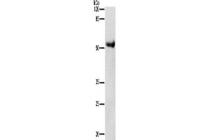 Western Blotting (WB) image for anti-Dopamine Receptor D4 (DRD4) antibody (ABIN2425757)