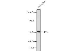 Western blot analysis of extracts of Mouse liver, using PDI Rabbit mAb (ABIN7269615) at 1:1000 dilution. (PDIA6 anticorps)