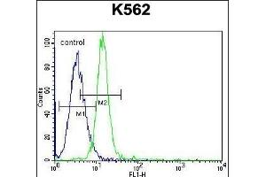 KCNH2 Antibody (Center) (ABIN652759 and ABIN2842499) flow cytometric analysis of K562 cells (right histogram) compared to a negative control ( Rabbit IgG Isotype Control) (left histogram). (KCNH2 anticorps  (AA 861-888))