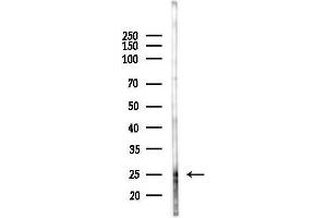 Western blot analysis of lysates from Mouse testis, using PROP1 Antibody at 1/1000 dilution.