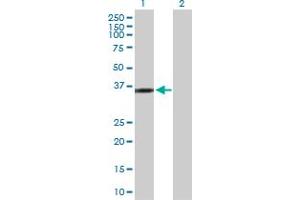 Western Blot analysis of KIF6 expression in transfected 293T cell line by KIF6 MaxPab polyclonal antibody. (KIF6 anticorps  (AA 1-293))