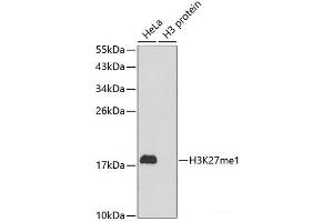 Western blot analysis of extracts of various cell lines using MonoMethyl-Histone H3-K27 Polyclonal Antibody. (Histone 3 anticorps  (meLys27))
