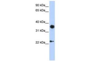 Image no. 1 for anti-Engrailed Homeobox 1 (EN1) (AA 252-301) antibody (ABIN6741515) (EN1 anticorps  (AA 252-301))