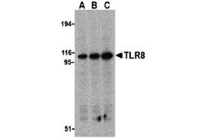 Western Blotting (WB) image for anti-Toll-Like Receptor 8 (TLR8) (Middle Region) antibody (ABIN1031132)