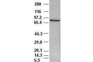 Image no. 1 for anti-Signal Transducer and Activator of Transcription 4 (STAT4) (AA 633-652) antibody (ABIN1491621)