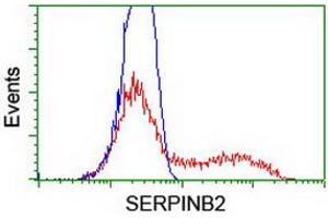 HEK293T cells transfected with either RC203139 overexpress plasmid (Red) or empty vector control plasmid (Blue) were immunostained by anti-SERPINB2 antibody (ABIN2455403), and then analyzed by flow cytometry. (SERPINB2 anticorps)