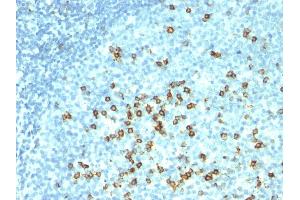 Formalin-fixed, paraffin-embedded human tonsil stained with CD57 Monoclonal Antibody (HNK-1 + NK-1). (CD57 anticorps)
