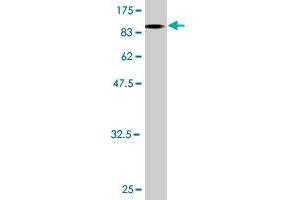 Western Blot detection against Immunogen (84.