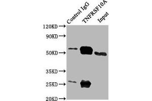 Immunoprecipitating TNFRSF10A in 293 whole cell lysate Lane 1: Rabbit control IgG (1 μg) instead of ABIN7173825 in 293 whole cell lysate.