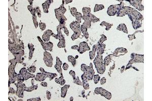 ABIN185470 Negative Control showing staining of paraffin embedded Human Placenta, with no primary antibody. (PLAU anticorps  (C-Term))