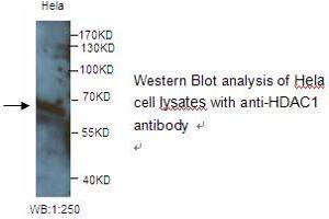 Image no. 1 for anti-Histone Deacetylase 1 (HDAC1) antibody (ABIN790858)