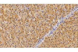 anti-Growth Hormone Receptor (GHR) (AA 315-574) antibody