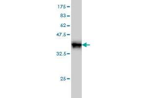 Western Blot detection against Immunogen (37.