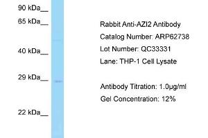 Western Blotting (WB) image for anti-5-Azacytidine Induced 2 (AZI2) (N-Term) antibody (ABIN2789231) (AZI2 anticorps  (N-Term))