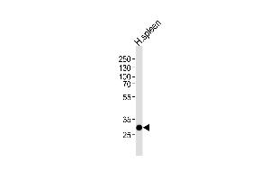 Western blot analysis of lysate from human spleen tissue lysate, using S Antibody (C-term) (ABIN1536813 and ABIN2848701). (SAP30 anticorps  (C-Term))