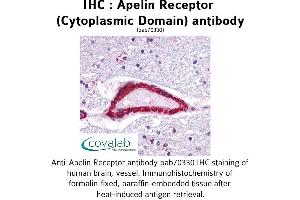 Image no. 2 for anti-Apelin Receptor (APLNR) (3rd Cytoplasmic Domain) antibody (ABIN1731854) (Apelin Receptor anticorps  (3rd Cytoplasmic Domain))
