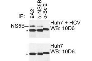 IP was carried out with NS5B specific mAb 9A2 using the lysates of Huh7 cells harboring selectable subgenomic HCV RNA replicon (upper panel) or plain Huh7 cells (lower panel). (HCV 1b NS5B anticorps  (AA 111-130))