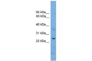 WB Suggested Anti-BAX Antibody Titration: 0.