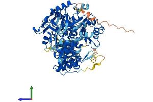 AlphaFold protein structure predicition of Mouse Recombinant Acss2 Protein, UniprotID Q9QXG4