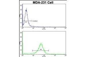 Flow cytometric analysis of MDA-231 cells using RANBP9 Antibody (Center)(bottom histogram) compared to a negative control cell (top histogram). (Importin 9 anticorps  (AA 339-367))