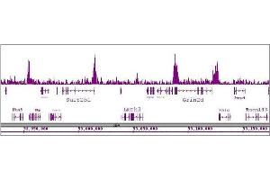 CDK8 antibody (pAb) tested by ChIP-Seq. (CDK8 anticorps  (C-Term))