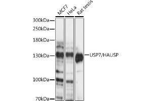 Western blot analysis of extracts of various cell lines, using USP7/HAUSP antibody (ABIN6132280, ABIN6150032, ABIN6150034 and ABIN6217614) at 1:1000 dilution. (USP7 anticorps  (AA 206-1102))