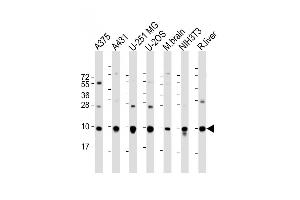 All lanes : Anti-RPL34 Antibody (Center) at 1:2000 dilution Lane 1:  whole cell lysate Lane 2: A431 whole cell lysate Lane 3: U-251 MG whole cell lysate Lane 4: U-2OS whole cell lysate Lane 5: mouse brain lysate Lane 6: NIH3T3 whole cell lysate Lane 7: rat liver lysate Lysates/proteins at 20 μg per lane. (RPL34 anticorps  (AA 37-66))