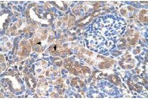 Immunohistochemical staining (Formalin-fixed paraffin-embedded sections) of human kidney with GALNT6 polyclonal antibody  at 4-8 ug/mL working concentration. (GALNT6 anticorps  (N-Term))