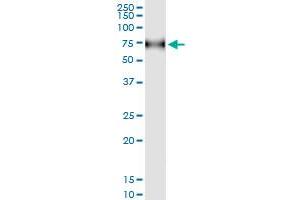 anti-CD96 (CD96) (AA 1-402) antibody