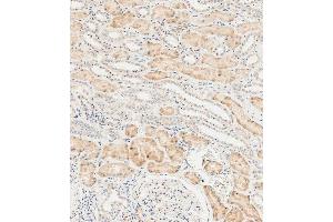 Immunohistochemical analysis of paraffin-embedded human kidney tissue using  performed on the Leica® BOND RXm. (LZIC anticorps  (AA 81-109))
