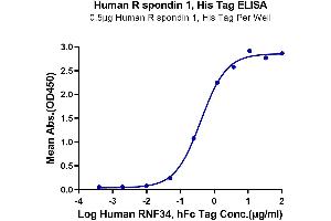 Immobilized Human R spondin 1, His Tag at 5 μg/mL (100 μL/well) on the plate. (RSPO1 Protein (AA 31-263) (His tag))