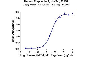 Immobilized Human R spondin 1, His Tag at 5 μg/mL (100 μL/well) on the plate. (RSPO1 Protein (His tag))