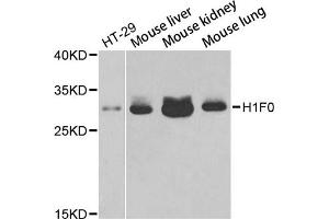 Western blot analysis of extracts of various cell lines, using H1F0 antibody (ABIN5971687) at 1/1000 dilution. (Histone H1 anticorps)