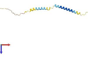 AlphaFold protein structure predicition of Human Recombinant TCEAL7 Protein, UniprotID Q9BRU2