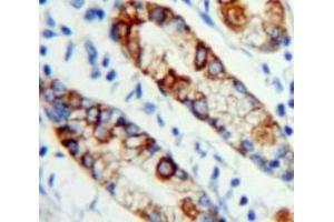 Used in DAB staining on fromalin fixed paraffin-embedded Stomach tissue (MPL anticorps  (AA 311-460))