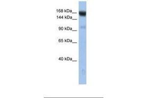 Image no. 1 for anti-Ubiquitin Conjugation Factor E4 B (UBE4B) (AA 254-303) antibody (ABIN6738955) (UBE4B anticorps  (AA 254-303))