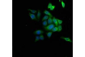 Immunofluorescence staining of HepG2 cells with ABIN7143311 at 1:133, counter-stained with DAPI.