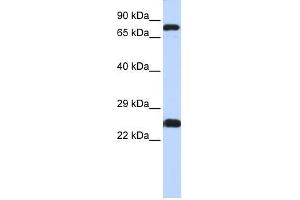 ZNF799 antibody used at 0. (ZNF799 anticorps  (N-Term))