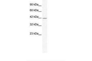 Image no. 1 for anti-gamma-aminobutyric Acid (GABA) A Receptor, alpha 3 (GABRA3) (AA 217-266) antibody (ABIN202653)