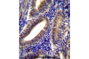 CNN2 Antibody (N-term) immunohistochemistry analysis in formalin fixed and paraffin embedded human uterus tissue followed by peroxidase conjugation of the secondary antibody and DAB staining. (CNN2 anticorps  (N-Term))
