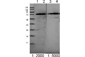 Image no. 1 for anti-Chloroplast Outer Envelope Membrane Translocon Complex Oep75 Protein (Toc75) (Chloroplastic), (Domain 3) antibody (ABIN5684021) (Toc75 anticorps  (Chloroplastic, Domain 3))