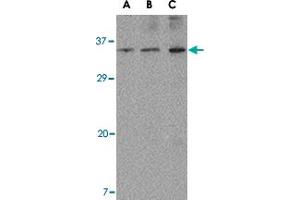 Western blot analysis of ORAI3 in A-20 cell lysate with ORAI3 polyclonal antibody  at (A) 1, (B) 2 and (C) 4 ug/mL . (ORAI3 anticorps  (N-Term))