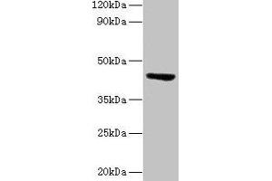 Western blot All lanes: ST3GAL3 antibody at 2 μg/mL + Mouse skeletal muscle tissue Secondary Goat polyclonal to rabbit lgG at 1/15000 dilution Predicted band size: 43, 44, 20, 50, 39, 22, 32, 13, 21, 14, 18, 49, 17, 41, 31, 16, 47, 26, 27, 12, 23, 6, 9 kDa Observed band size: 43 kDa (ST3GAL3 anticorps  (AA 29-375))