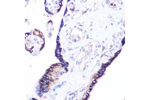 Immunohistochemistry of paraffin-embedded human placenta using RRAGA Rabbit pAb (ABIN7269878) at dilution of 1:100 (40x lens). (RRAGA anticorps  (AA 1-160))