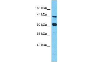Host: Rabbit Target Name: FAM193A Sample Type: 293T Whole Cell lysates Antibody Dilution: 1. (FAM193A anticorps  (C-Term))