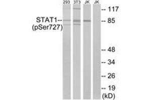 Western blot analysis of extracts from 293 cells, 3T3 cells treated with UV (15mins) and Jurkat cells treated with eto (25uM, 24hours), using STAT1 (Phospho-Ser727) Antibody. (STAT1 anticorps  (pSer727))