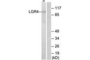 Western Blotting (WB) image for anti-Leucine-Rich Repeat Containing G Protein-Coupled Receptor 4 (LGR4) (AA 461-510) antibody (ABIN2890887) (LGR4 anticorps  (AA 461-510))