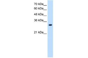 SLC7A8 antibody used at 1.