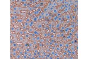 Used in DAB staining on fromalin fixed paraffin- embedded Kidney tissue (PDCD1LG2 anticorps  (AA 36-219))